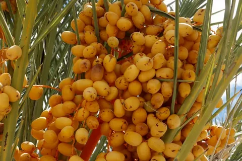 تصویر 5 از قیمت خرید خرما پیارم بسته بندی + فروش ویژه
